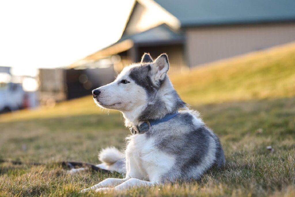 are siberian huskies good guard dogs
