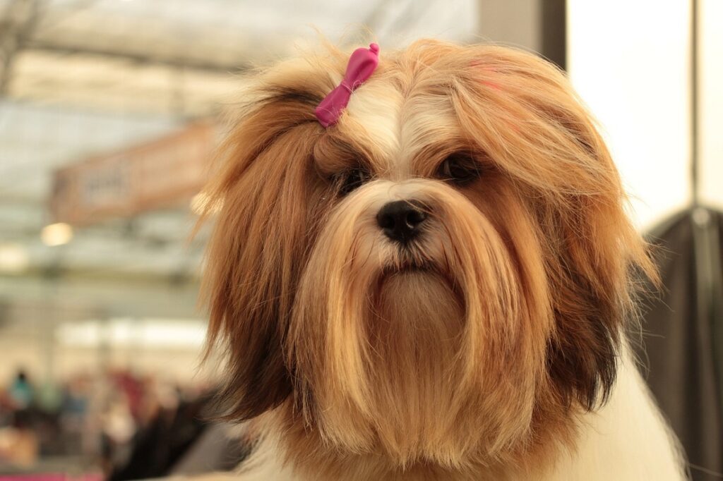 bearded dog breeds