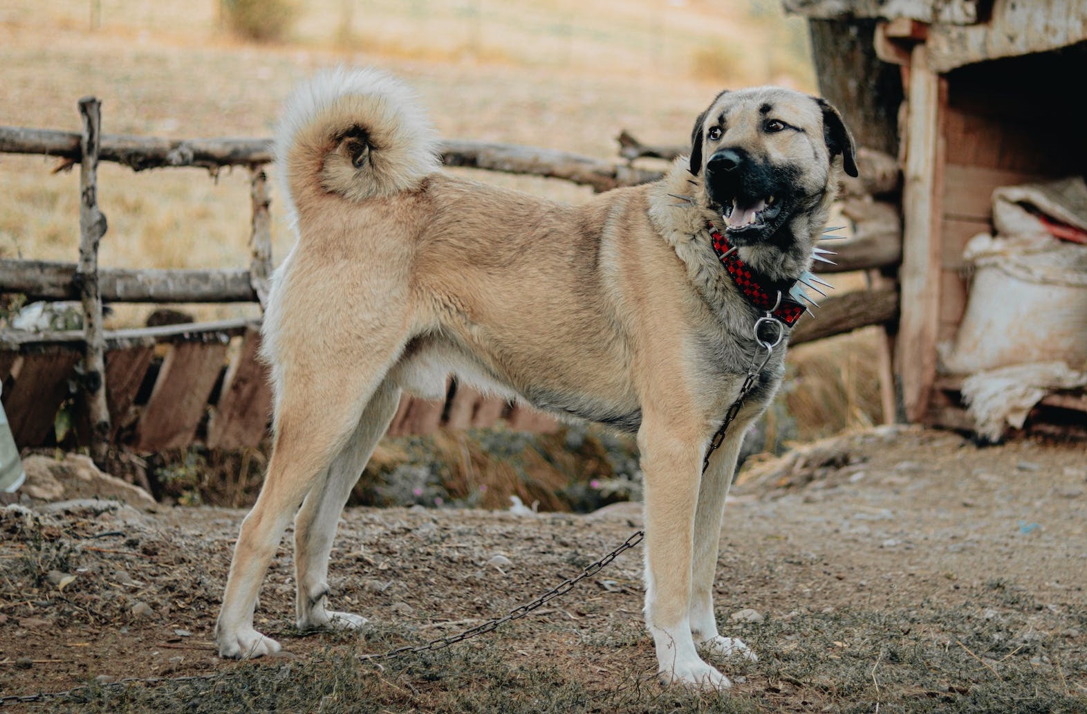 9 Best Dog Breeds To Protect Against Mountain Lions