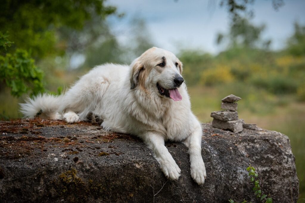 best dogs for protection and family