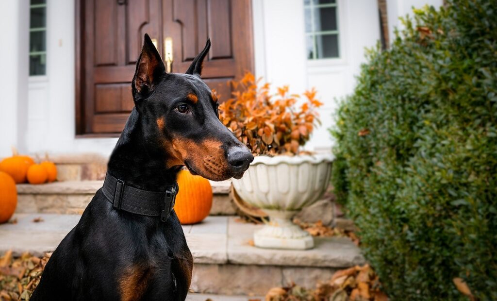 best guard dog for family
