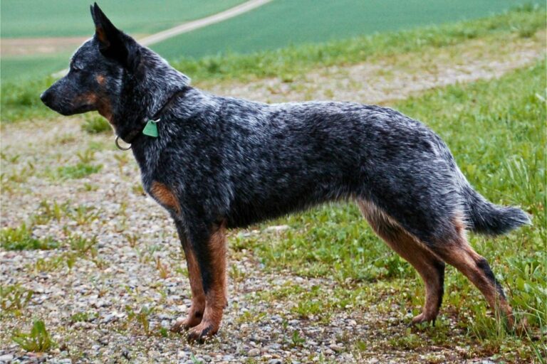 13 Best Dog Breeds For Hiking 13-best-dog-breeds-for-hiking