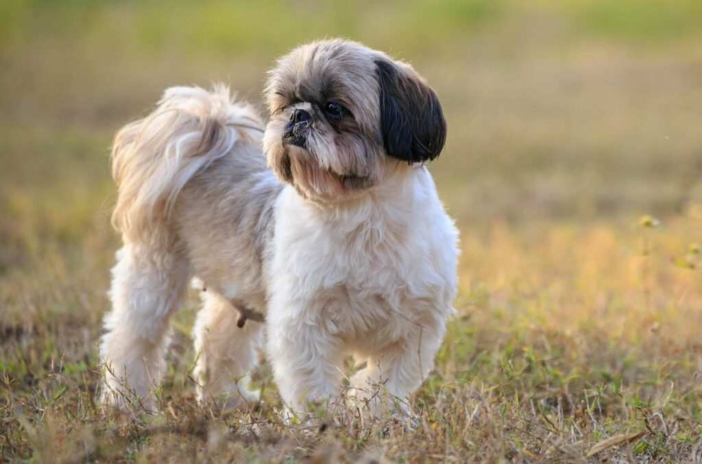 9 Best Guard Dogs For Seniors In 2024