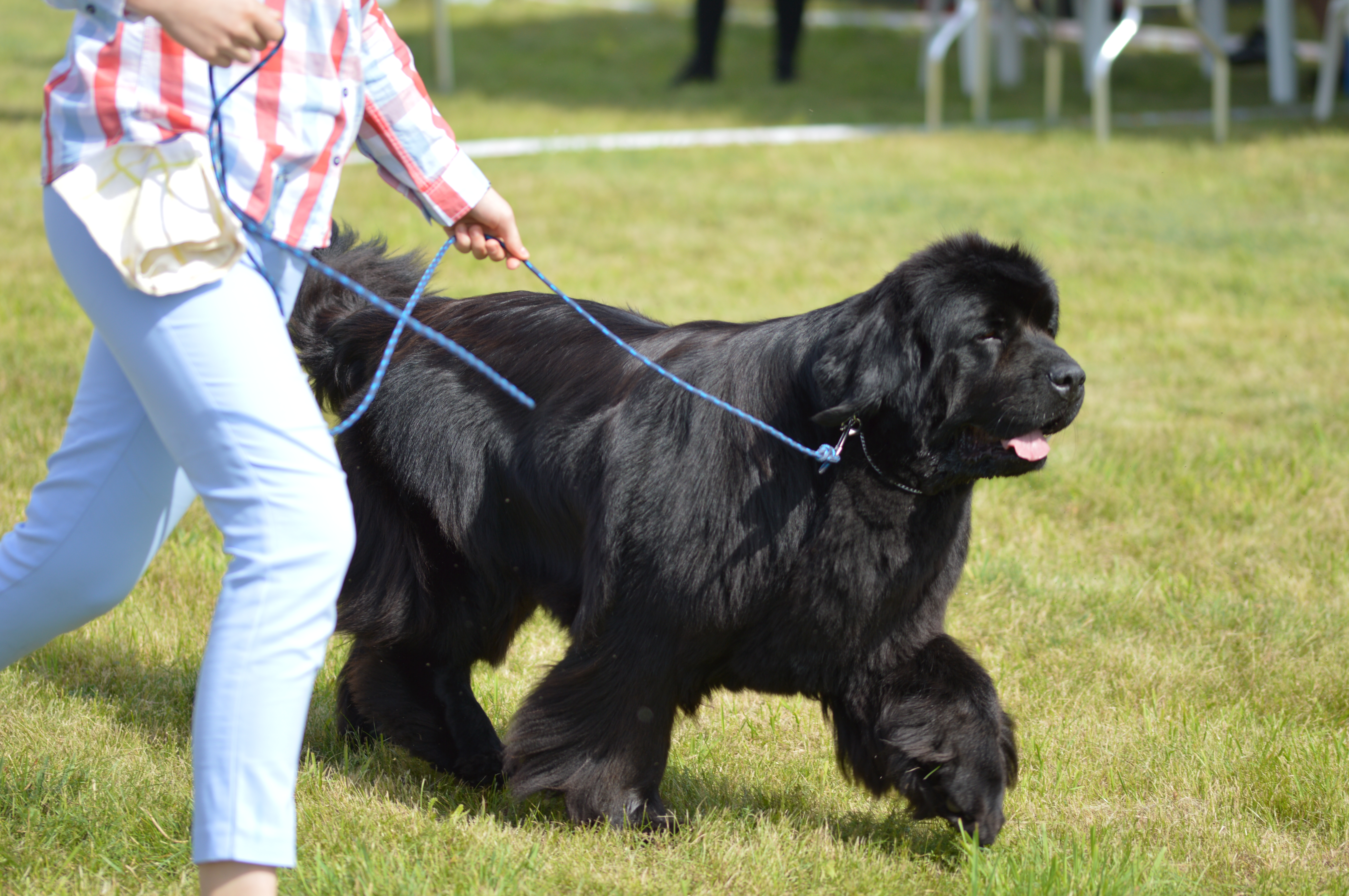 big dog

