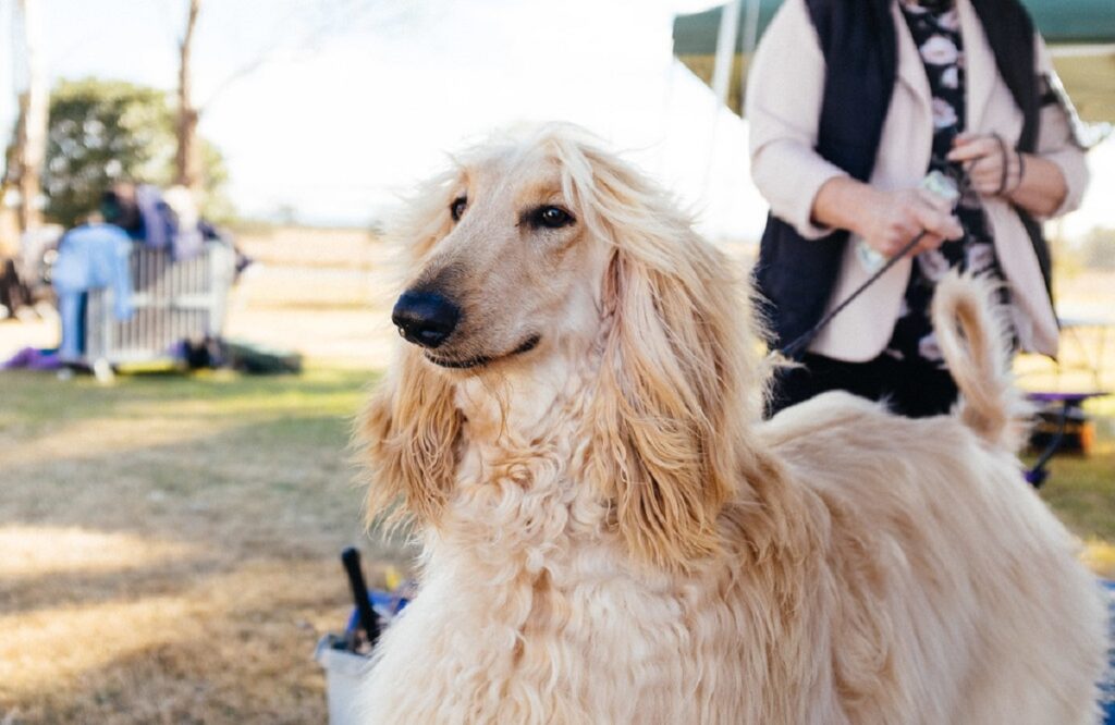dogs with long hair on ears