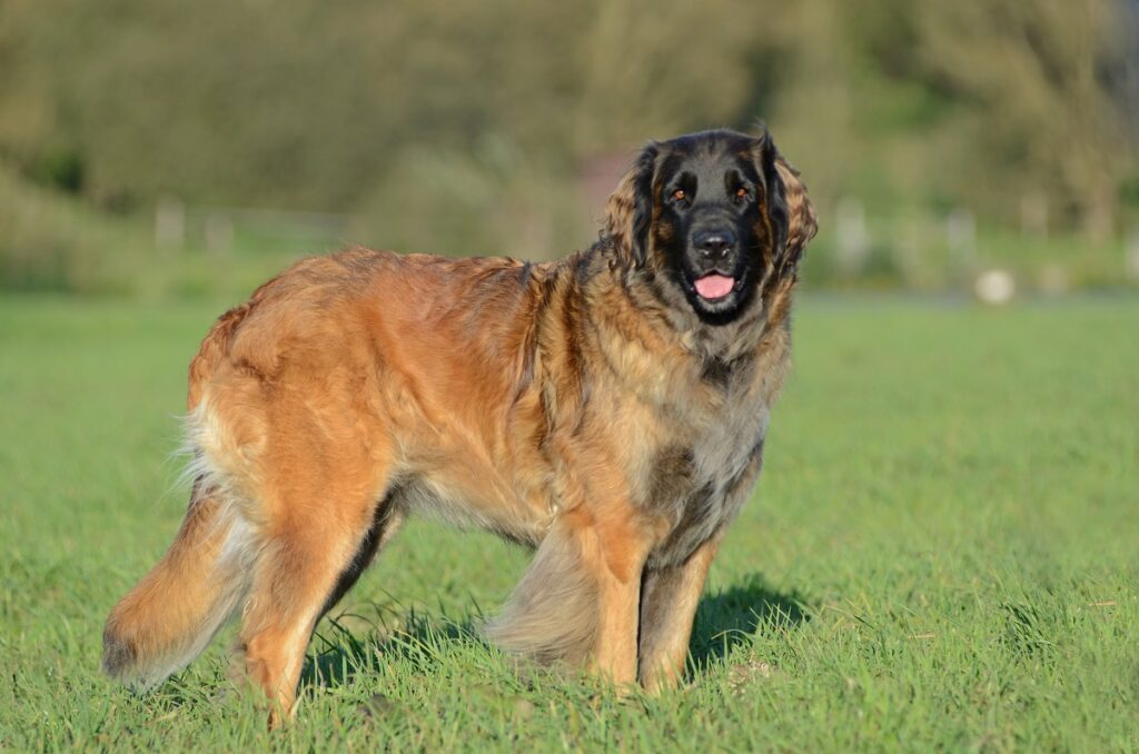 biggest dog
