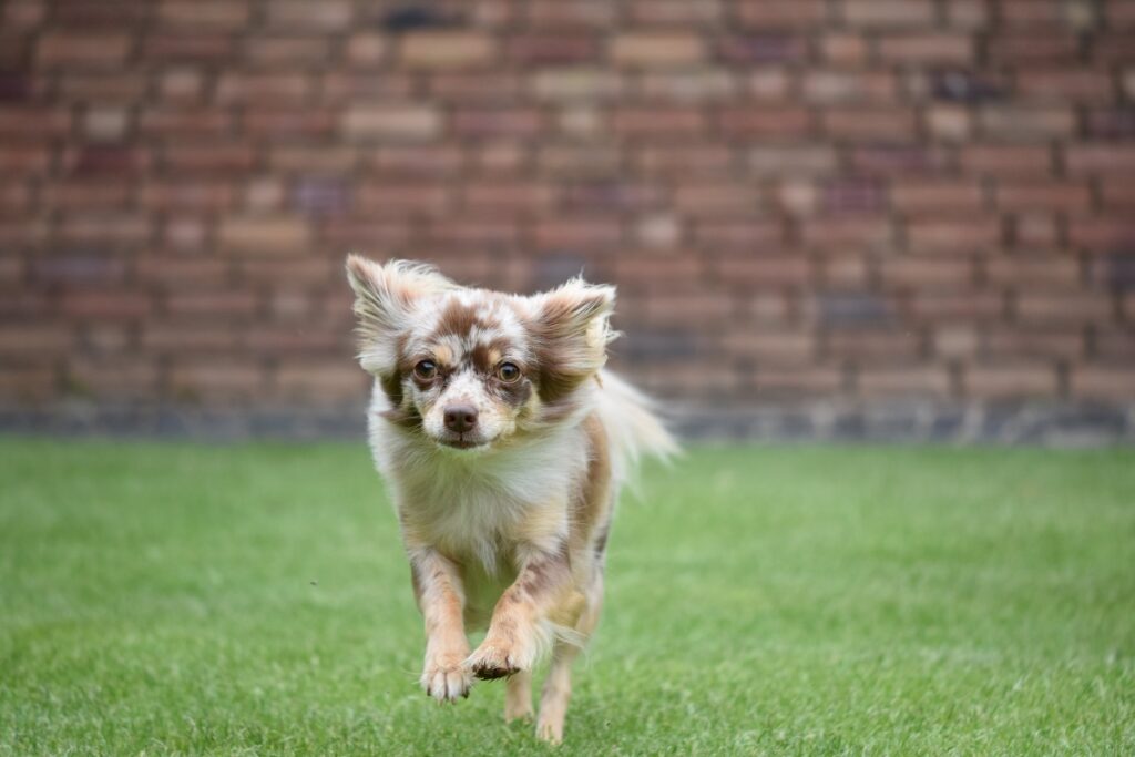 black white and brown dog