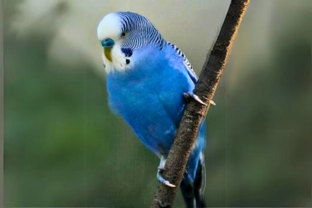 blue white budgie