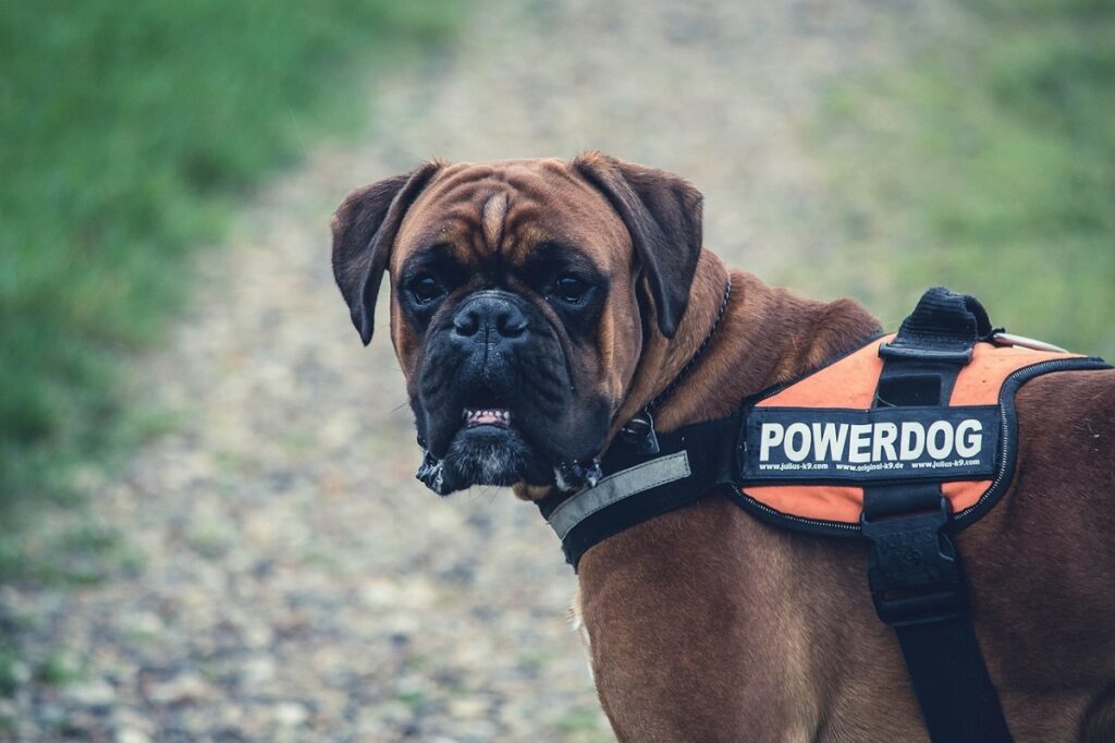 dogs used for war