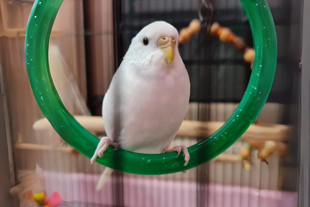 budgie mutation chart