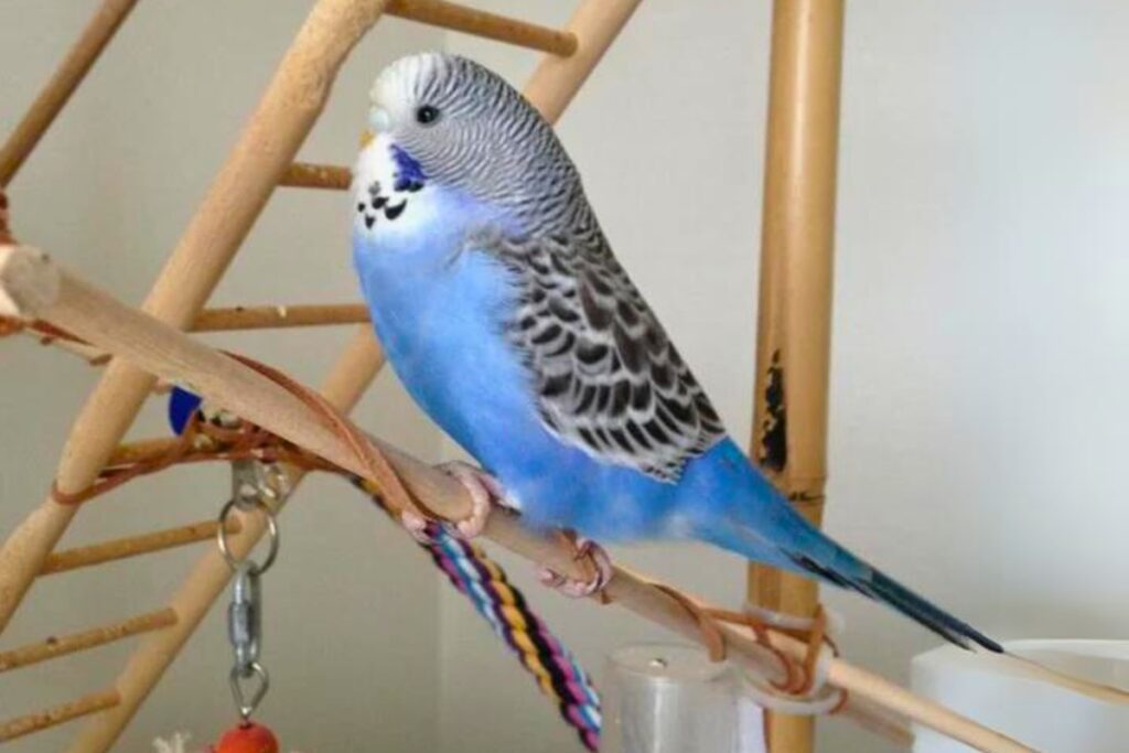 can parakeets see color