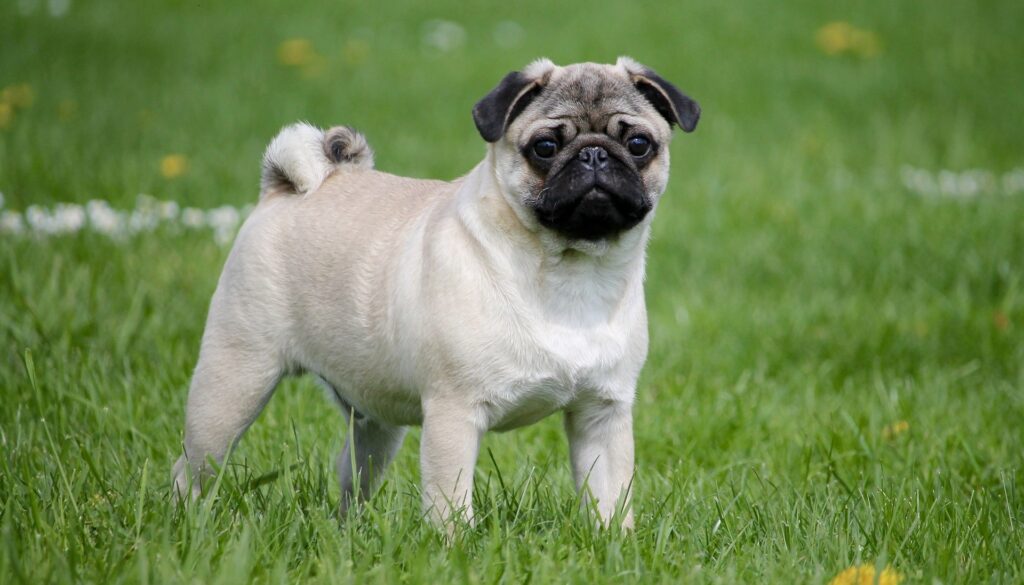11 Calm Small Dog Breeds That Steal Hearts
