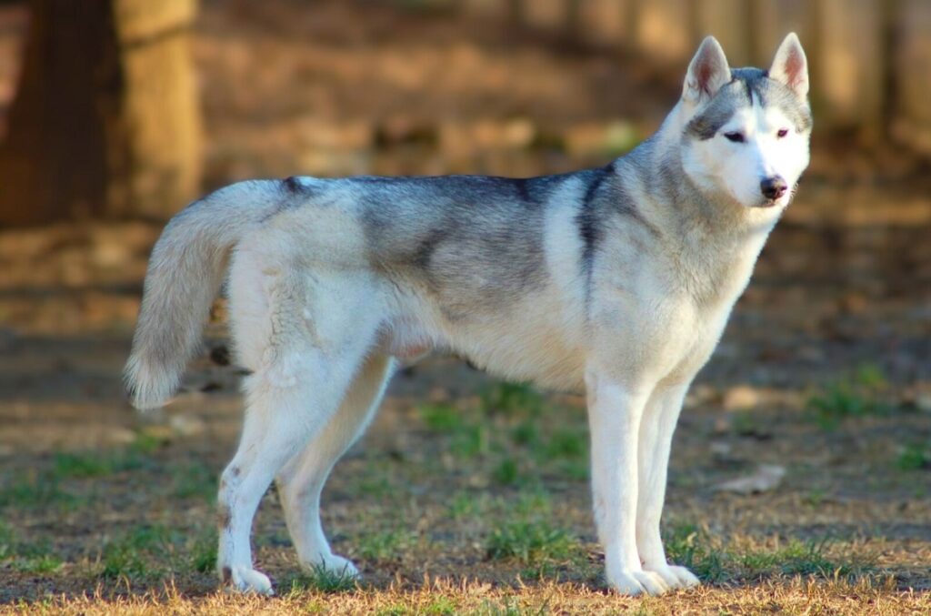 can a husky be a guard dog
