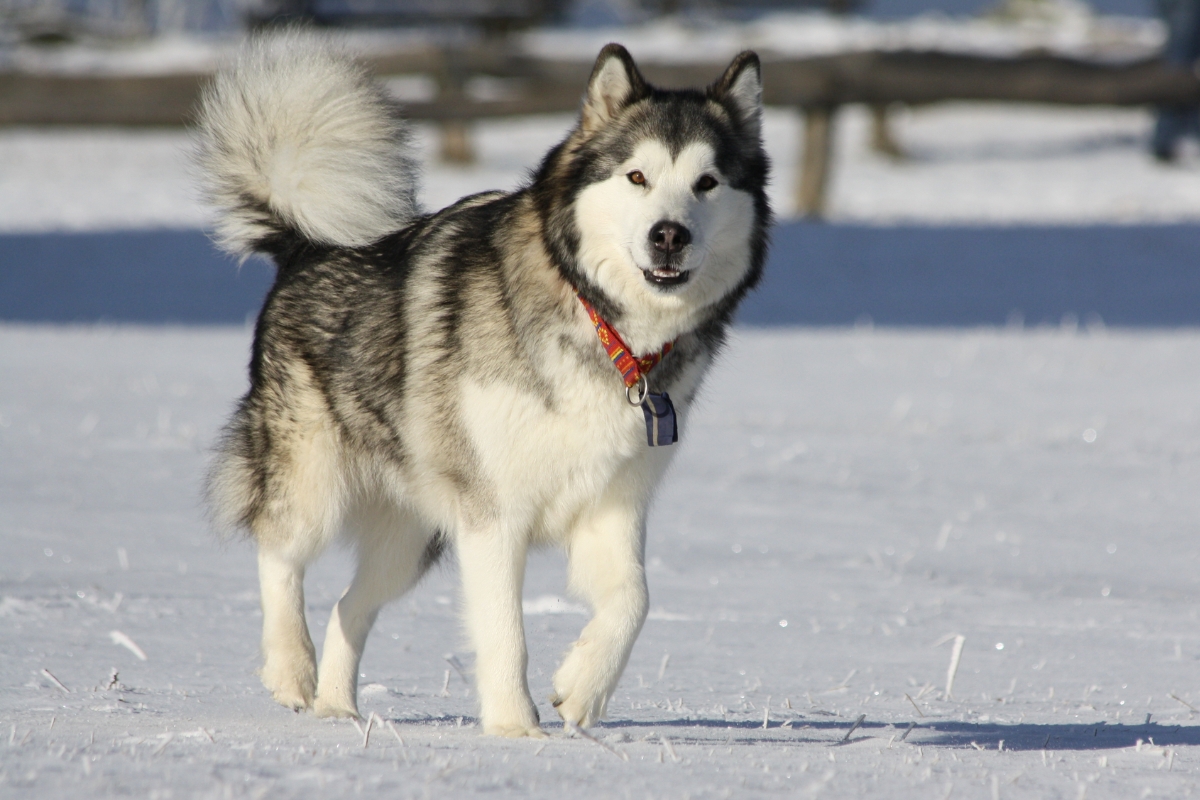 11 Dog Breeds That Are Closest To Wolves