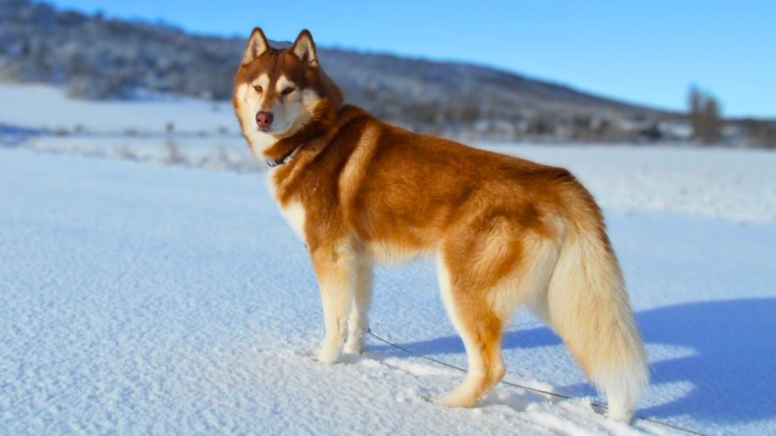 11 Dog Breeds That Are Closest To Wolves