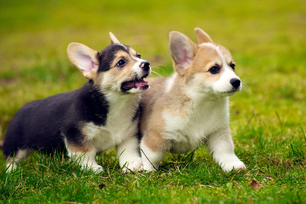 corgi puppies