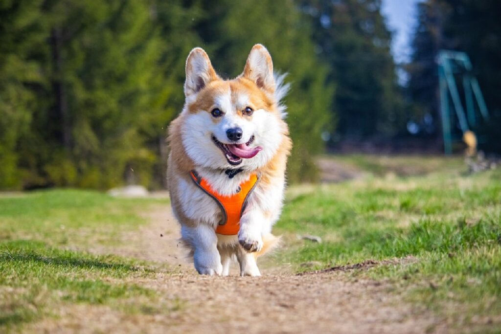 corgis as pets