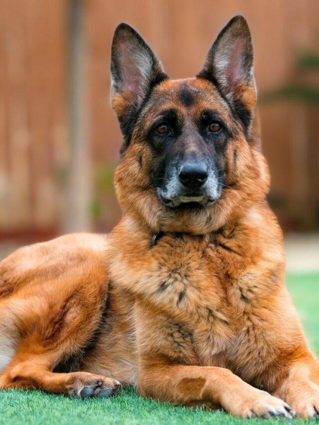 7 Most Alert Dog Breeds In The World WAF