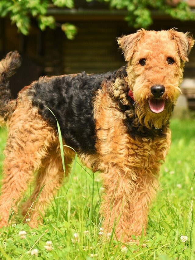 9 Best Hypoallergenic Guard Dog Breeds For Allergy Sufferers WAF