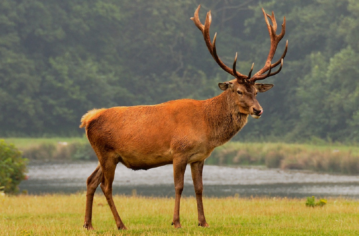 13 Types Of Deer And How To Tell The Difference