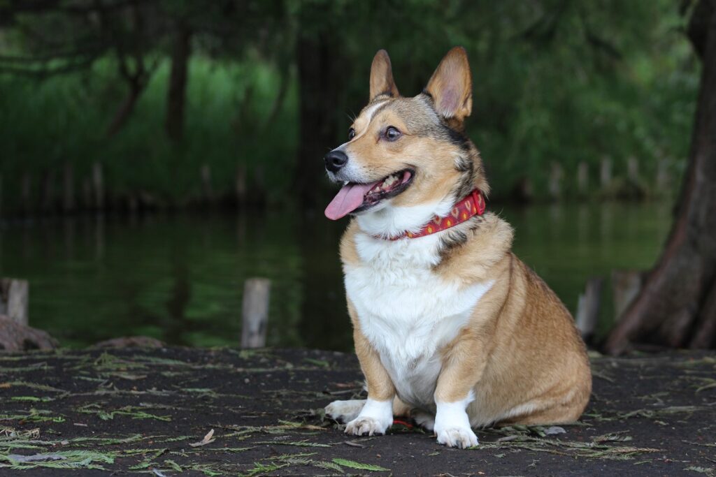 wild corgis