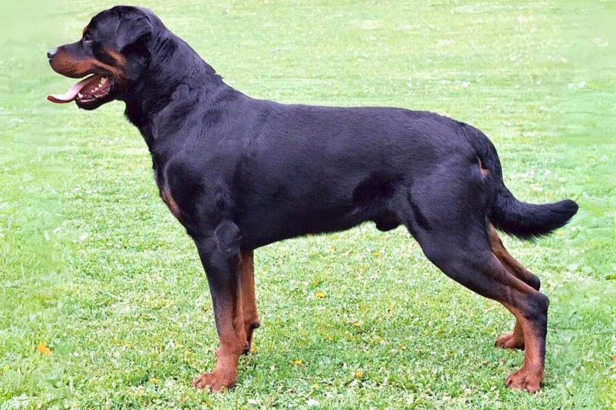 11 Dog Breeds With Blue Tongues