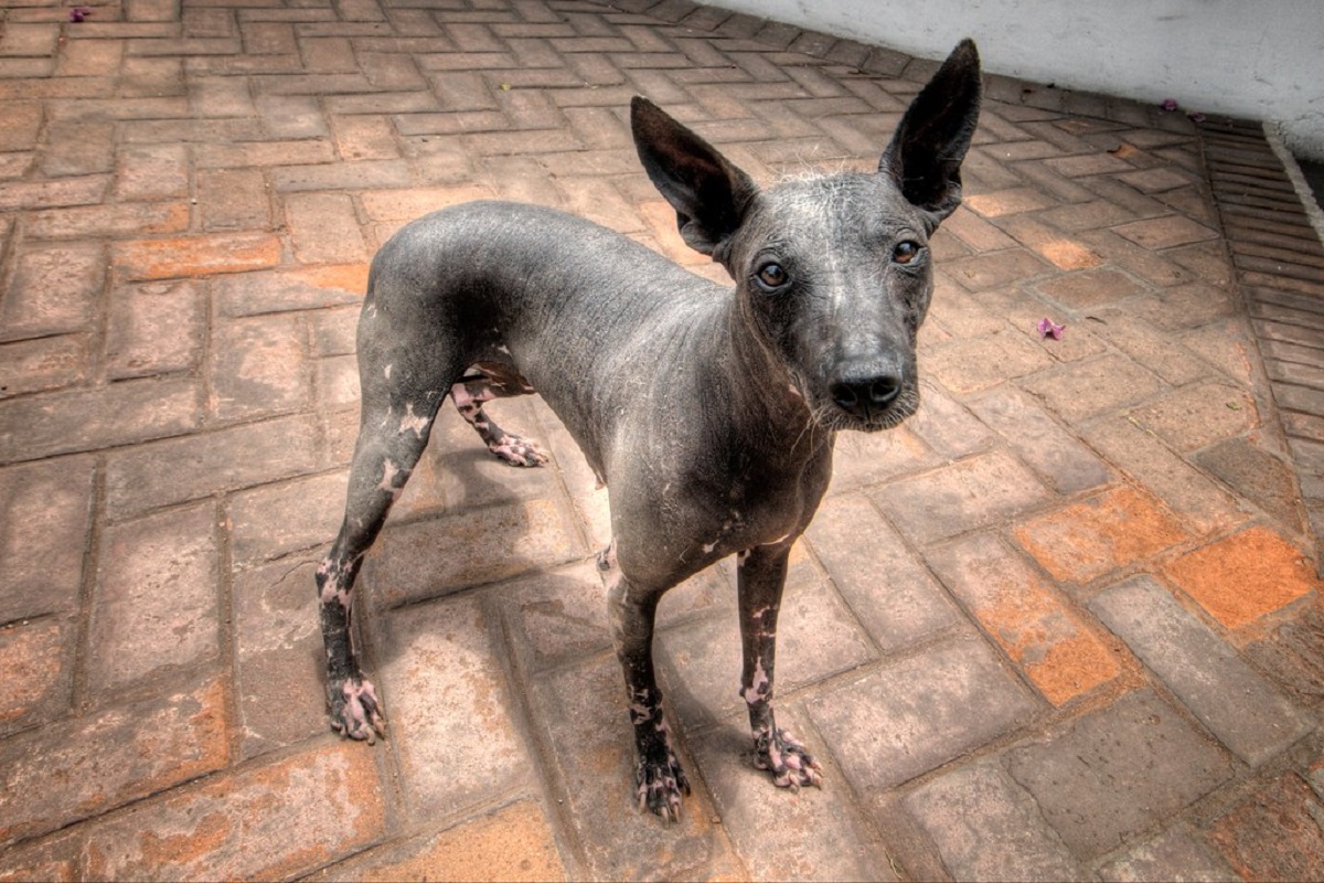 15 Big Dog Breeds That Don’t Shed