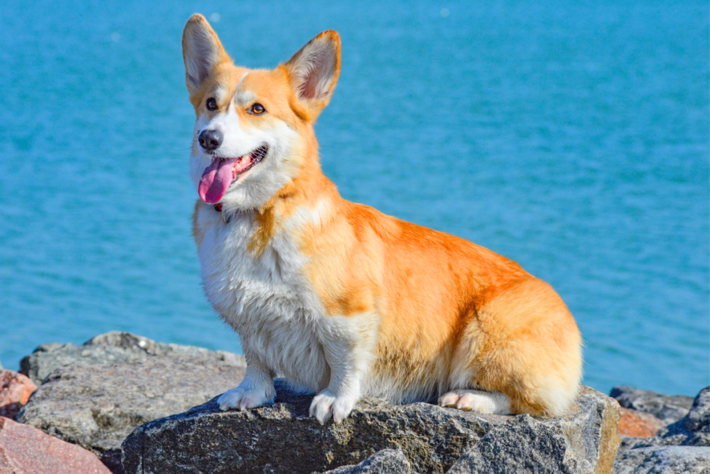 dog with big ears breed