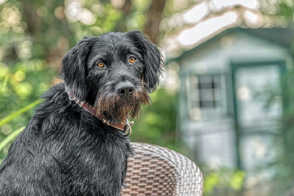 9 Best Dog Breeds With Beards
