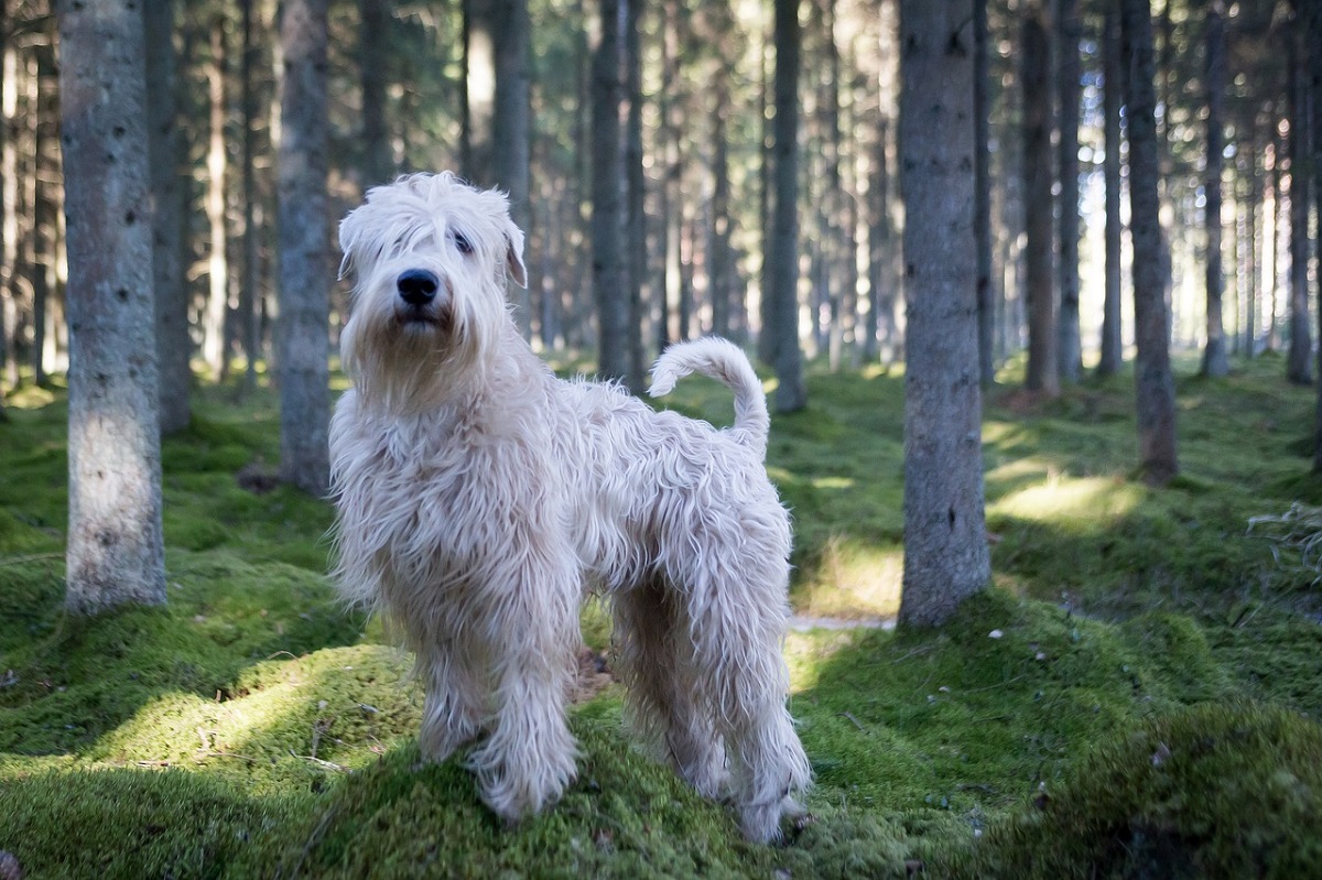 15 Big Dog Breeds That Don’t Shed