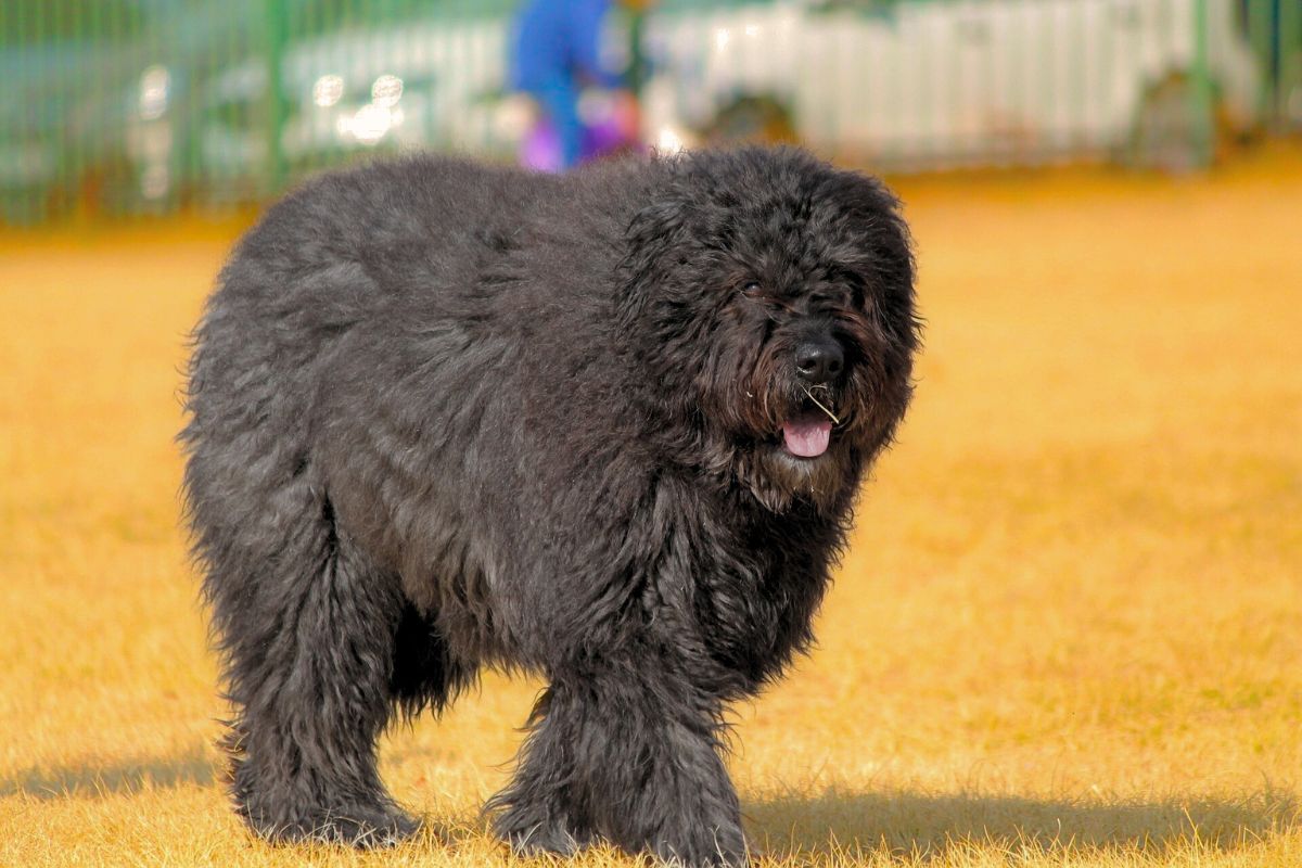 15 Big Dog Breeds That Don’t Shed