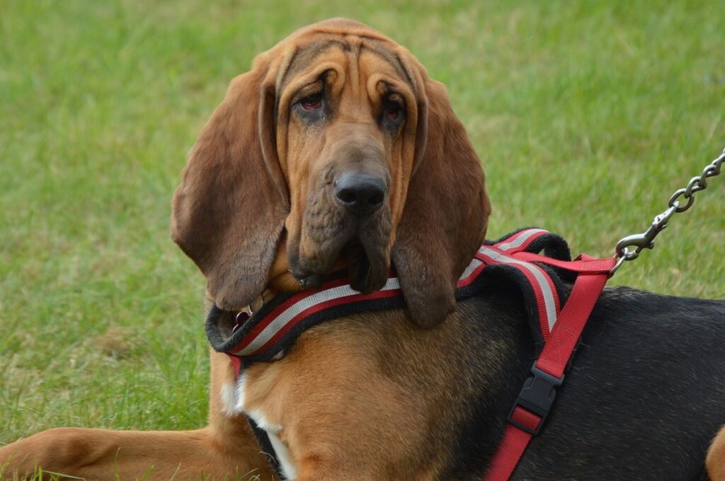 dogs with long ears