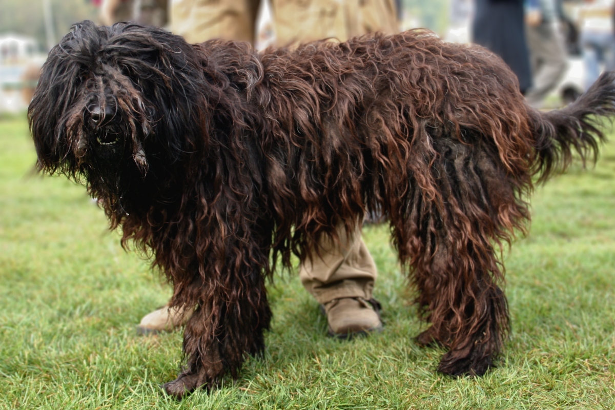 11 Exotic Dog Breeds In The World
