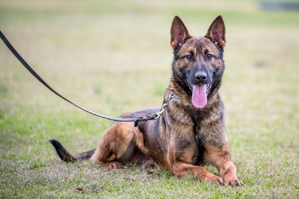 best breeds for therapy dogs