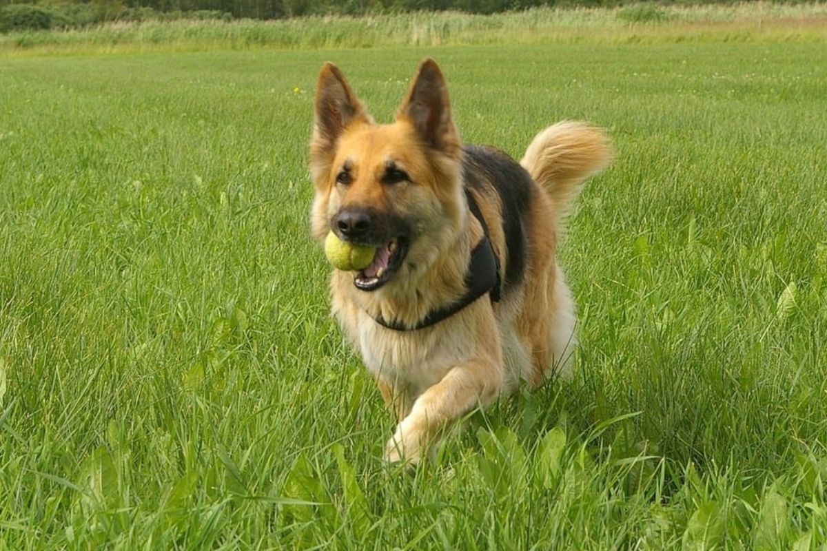 Are German Shepherds Good Family Dogs Ethawi