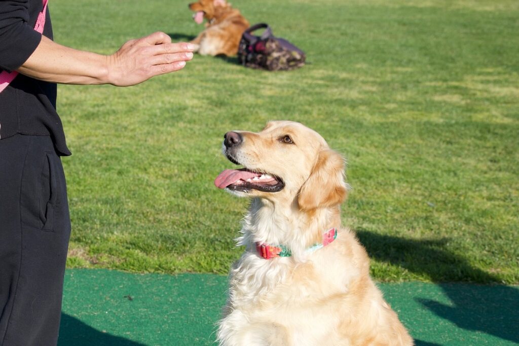 Are Golden Retrievers Good Guard Dogs? What To Expect?