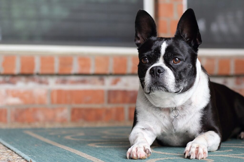 10 Worst Guard Dog Breeds That Are Too Friendly