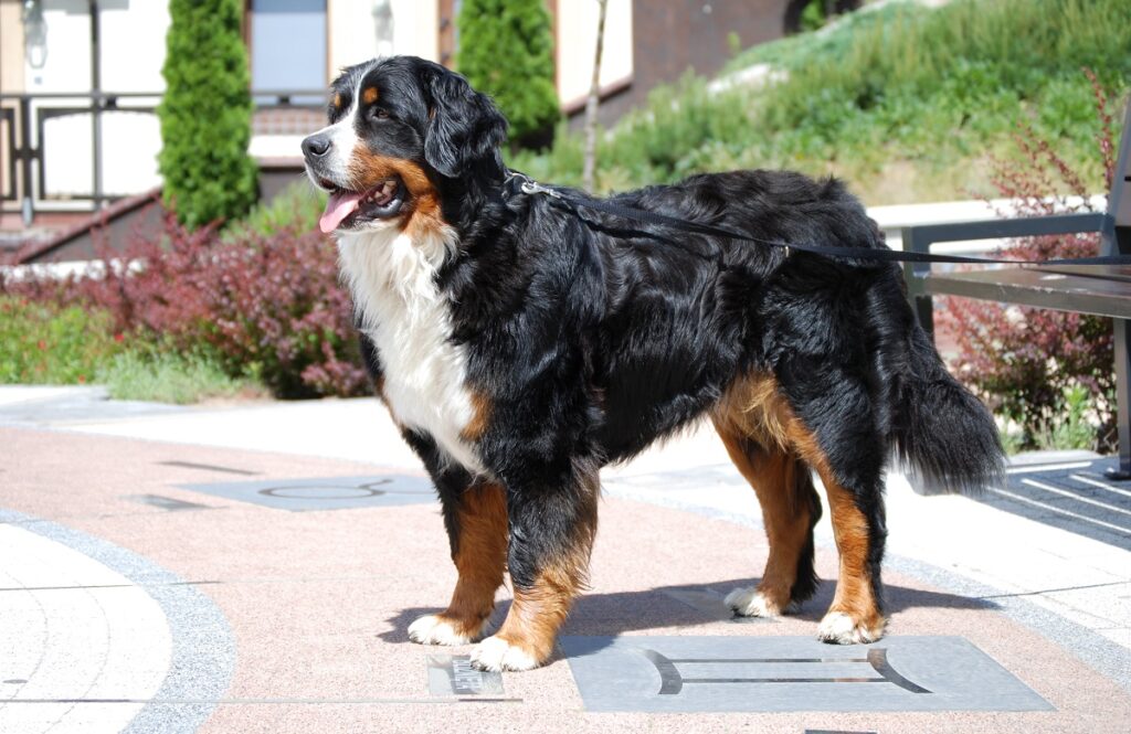 good guard dogs for families
