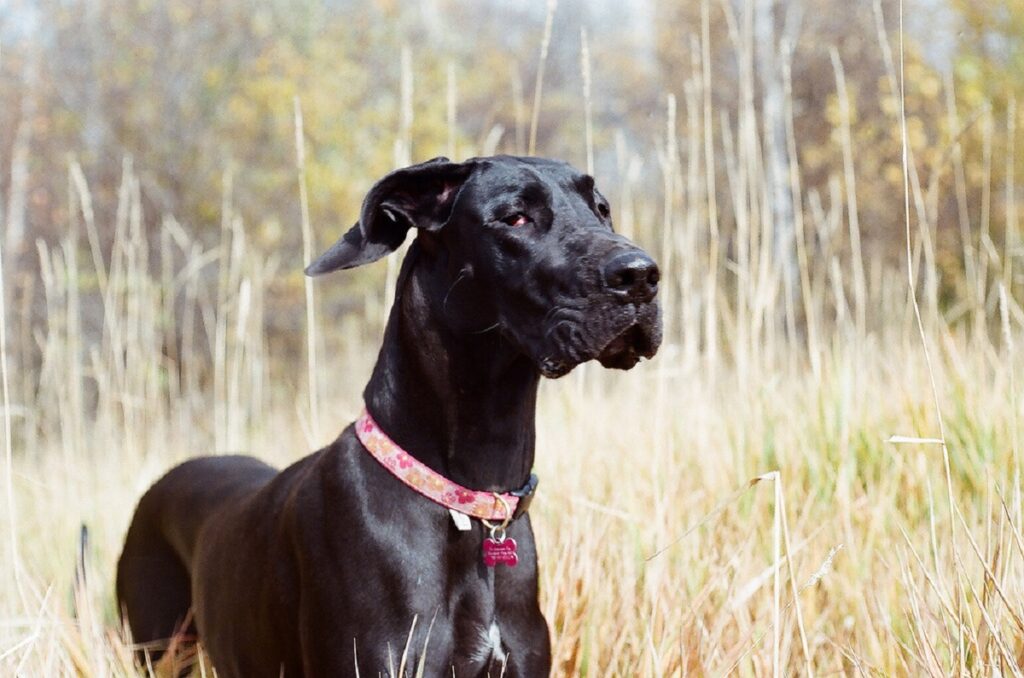 great dane guard dog