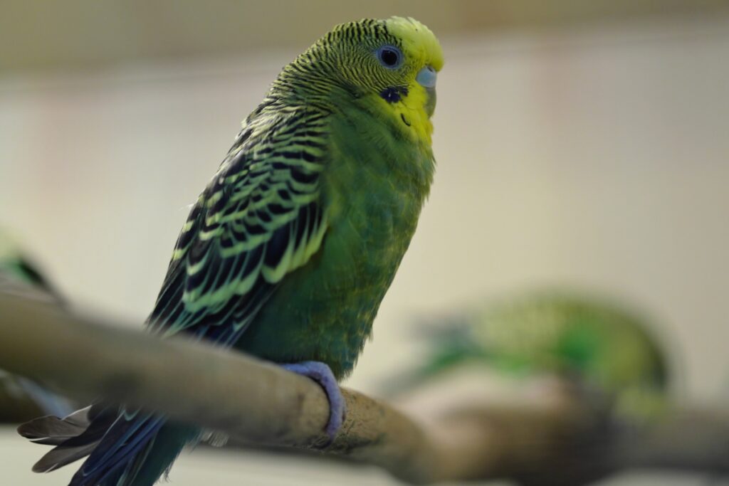 green budgerigar