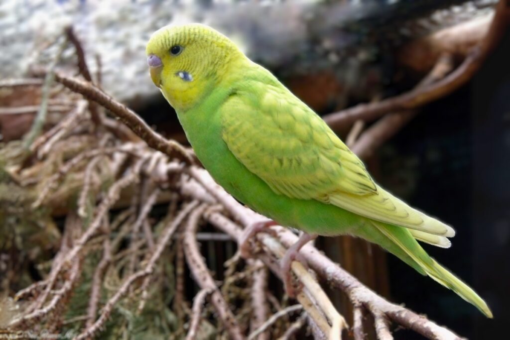 green budgies
