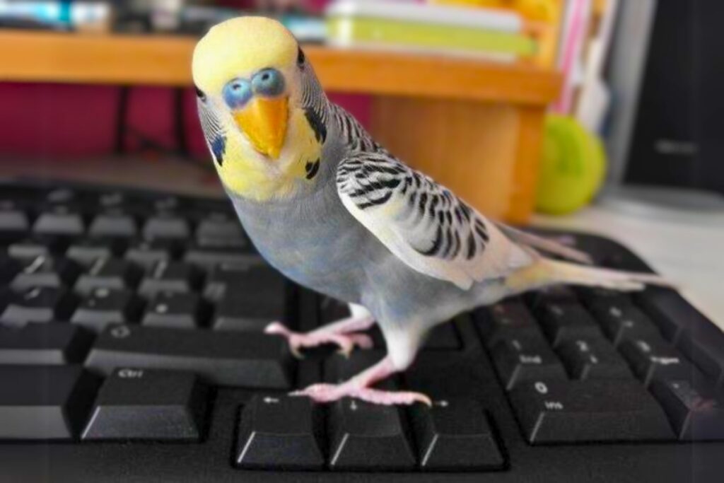 grey budgie