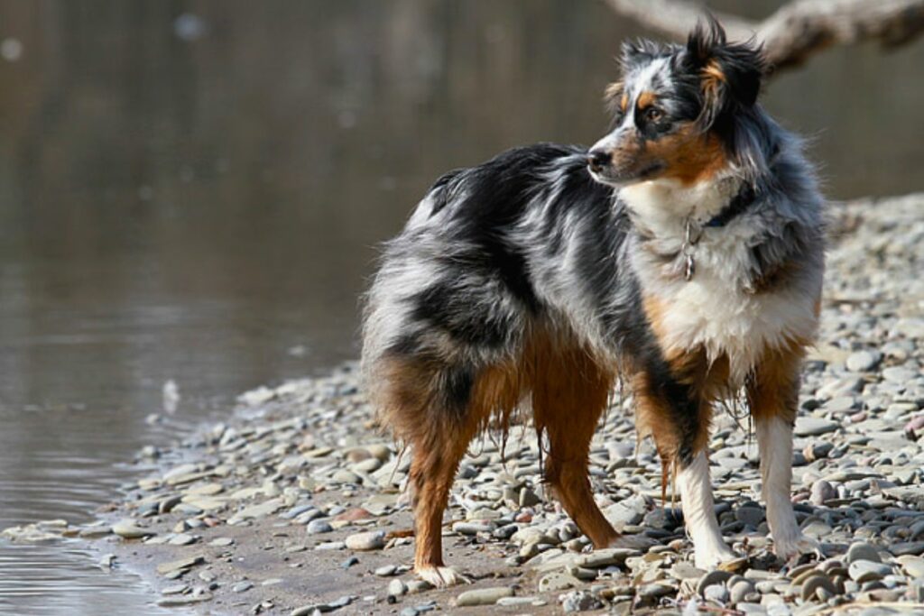 13 Best Dog Breeds For Hiking