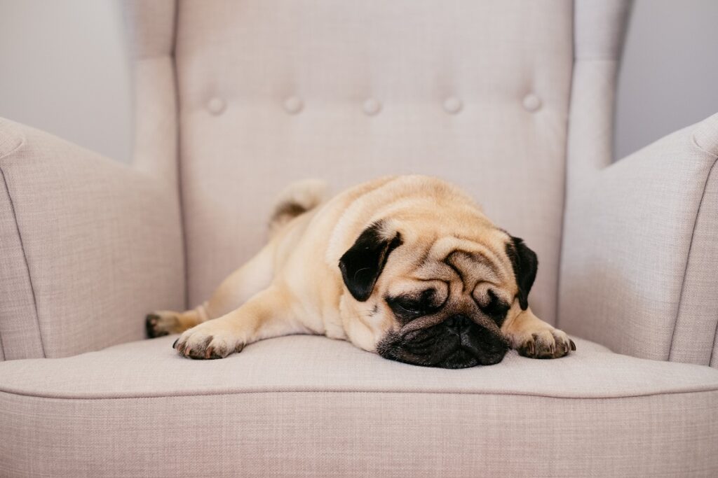 house dog breeds