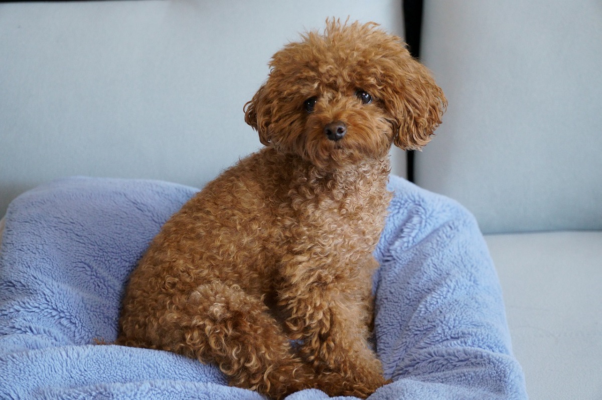 9 Best Hypoallergenic Guard Dog Breeds