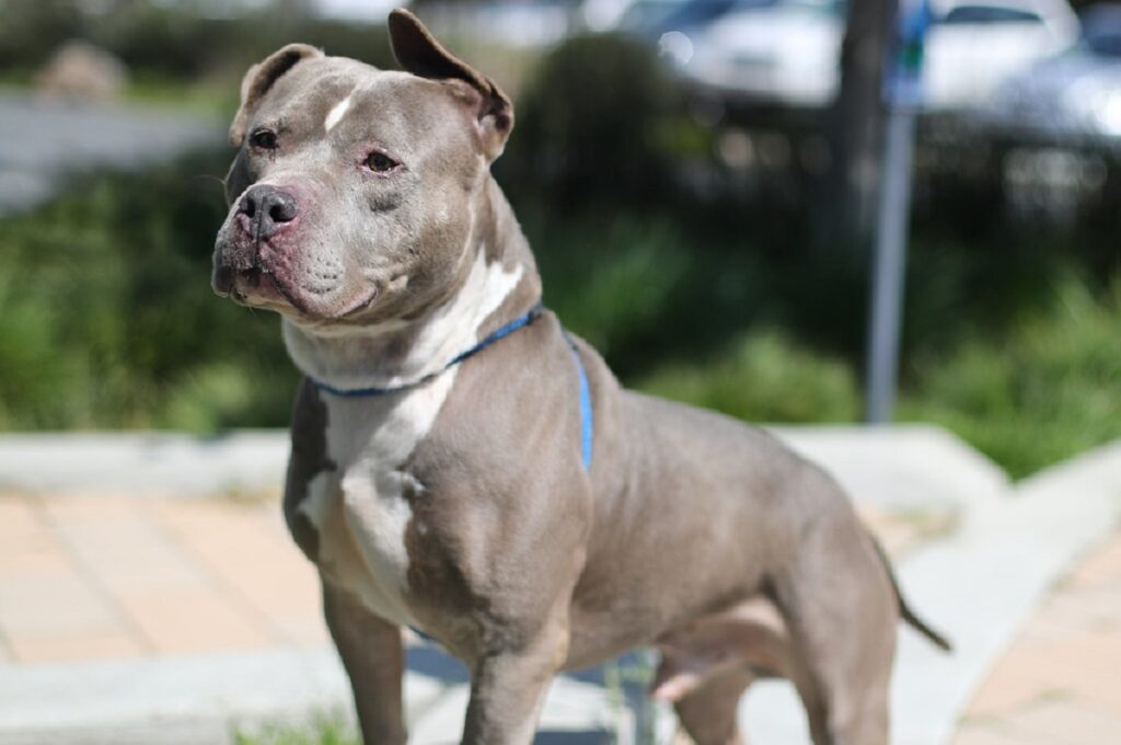 9 Most Illegal Dog Breeds In The World & Where They're Banned