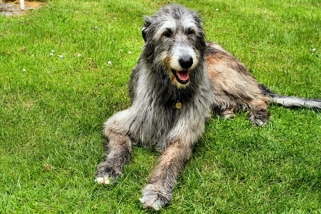 introverted dog breeds
