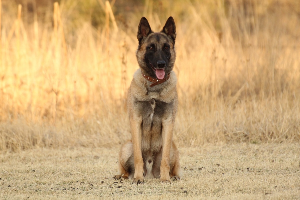 15 Big Dog Breeds That Don’t Shed