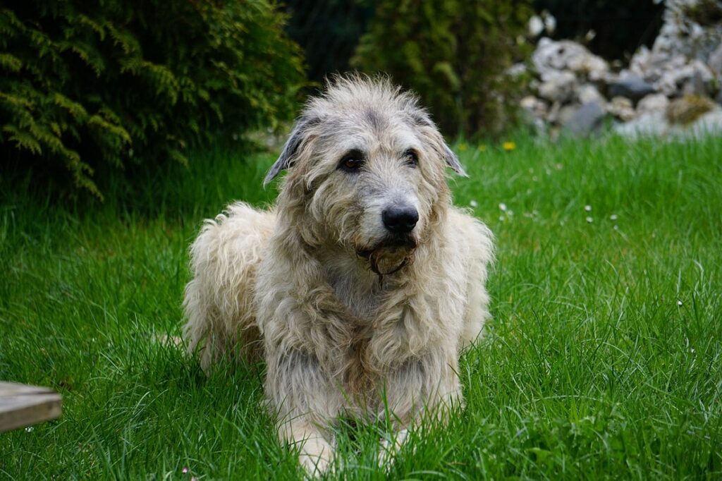 large wire haired dog breeds
