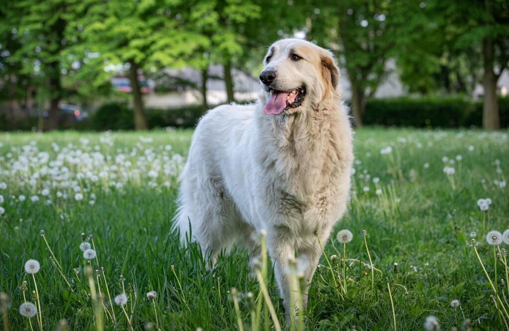 livestock guard dogs

